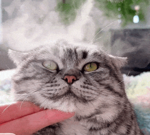 Perie Magică pentru Blana Animalelor